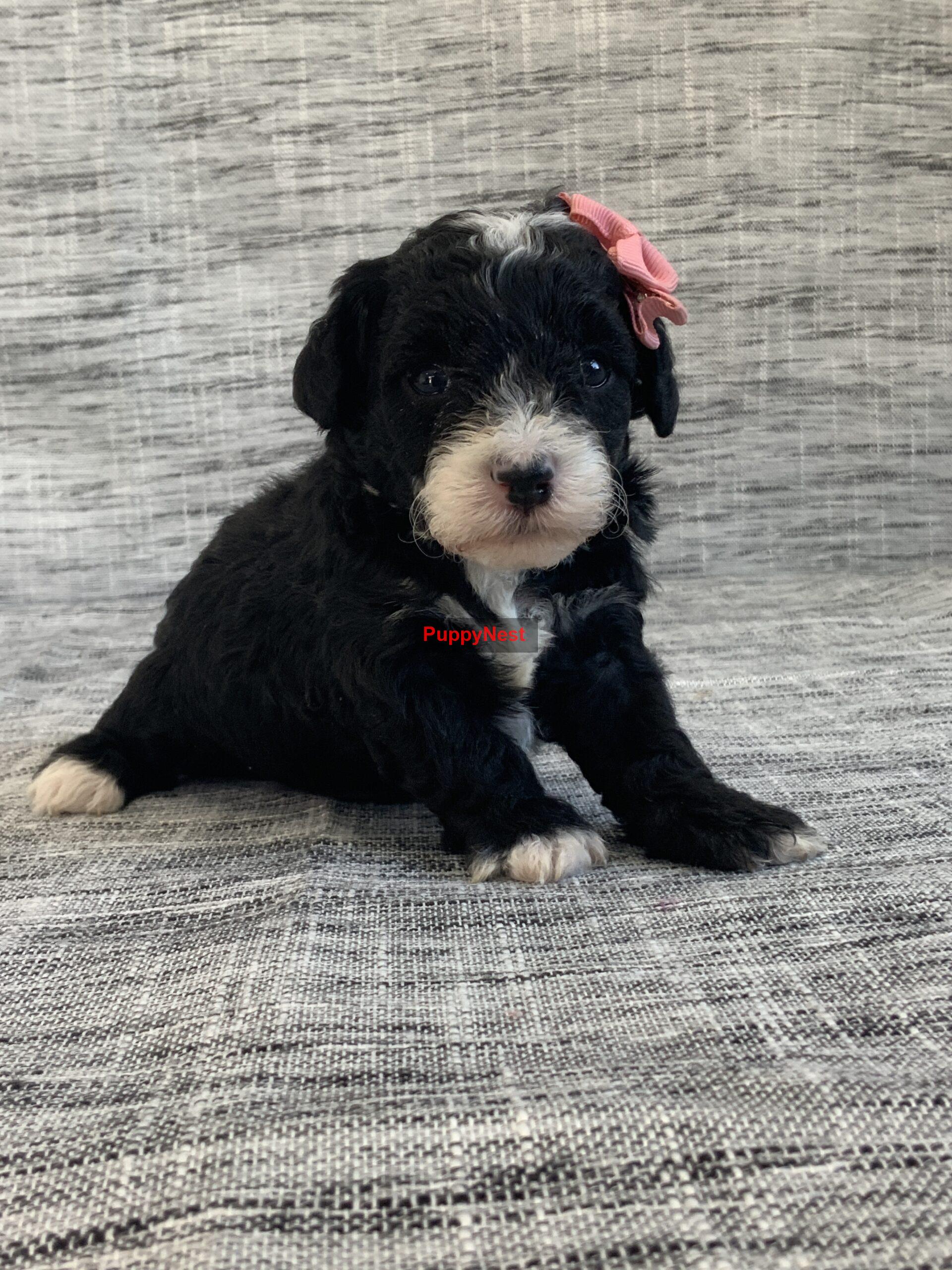 Puppy Image